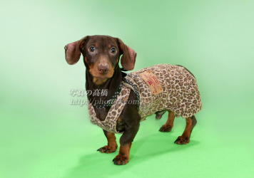 ペット 犬 子犬 ワンチャン撮影は写真の高橋,江戸川区写真館