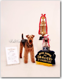 ペット写真 日本一チャンピオンの警察犬アレック君