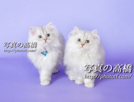ペット写真は東京写真スタジオペットオーディション用もどうぞ。
